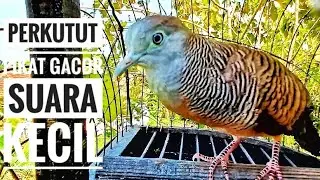 Pancingan perkutut lokal gacor suara kecil