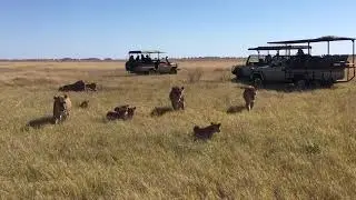 Savute Marsh lion  pride,  file past the safari vehicle