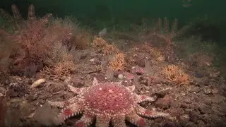 Rewilding Lamlash Bay - Rewilding The Sea