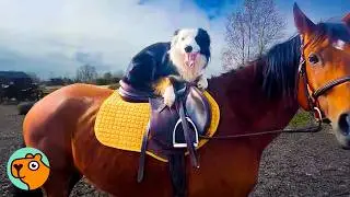Dog Takes His Horse Friends For a Ride Every Day | Cuddle Buddies