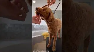 Goldendoodle haircut #goldendoodle #dog