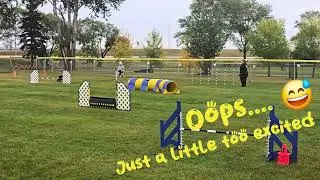 Kannon's First Agility Trial (CKC) 