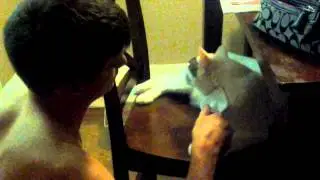 Smalls Kat BrushFace