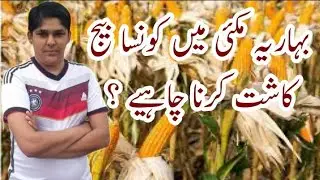 Best Hybrid seed varieties of spring Maize || spring Maize sowing Time || Nai rahain
