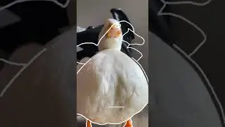 Outline trend with pita the duck