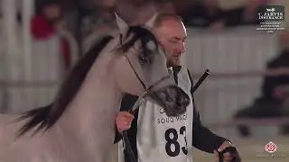 N 83 FIRAS AL NASSER   7th Souq Waqif International Arabian Horse Show 2026   Yearling Colts   Secti