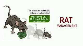 Pestosys Rat Management: Natural, Safe and effective Rat control Solutions