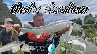 Exoten angeln Anlage Oetz Wahnsinns Fische #oetz #st&ouml;r #steur #sturgeon #bigs