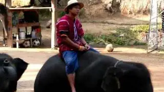 Chaing Mai & Chiang Rai Thailand