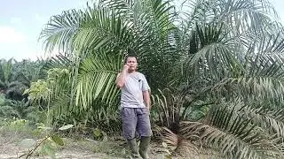 kekurangan topaz 3 dan kelebihan nya''