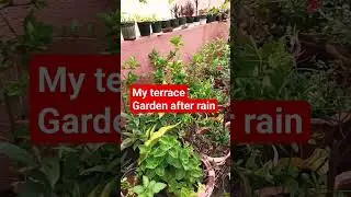 Terrace Garden after rain# garden after rain #My terrace garden after rainy night # Terrace garden