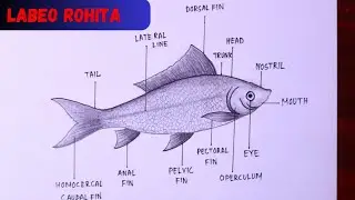 How to draw and label diagram of Fish (Labeo Rohita) - Step by step / How to draw Fish easily