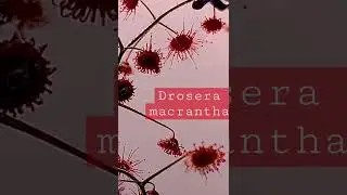 Drosera macrantha feeding time-lapse
