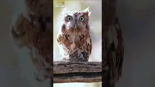 Owl Legs Look Like Human Legs🦵