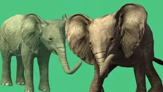 BABY ELEPHANT GREEN screen background videos SVGC CHANNEL