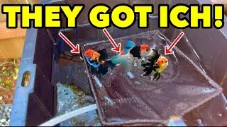 The EASIEST way to Treat Ich for Aquarium & Pond Fish