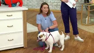 Harness Lead 2-in-1 Harness & Leash with Rubber Stops on QVC