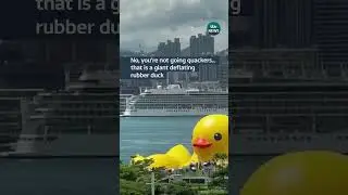 Yes that is a giant deflating duck&hellip; #itvnews #duck #hongkong