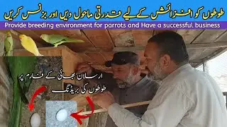 Ringneck parrots breeding || Ringneck breeding Setup in Rajanpur || breeding Invoirement
#parrots