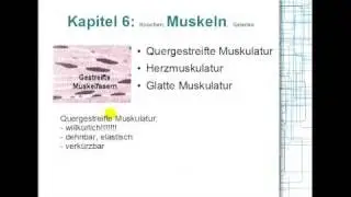 Muskeln: Arten & Funktionen