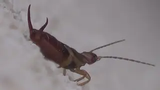 Forficula is a genus of earwigs in the family Forficulidae.