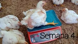POLLOS de ENGORDE. Cuarta semana de vida 🐥🐤🐥