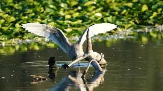 2020 09 02 Piper's Spit   Junvenille Gull