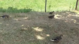 Toronto Zoo Trip 2013 - Ducks