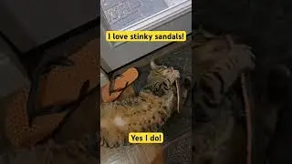 I love stinky sandals!  Bosco the plump puddy tat.