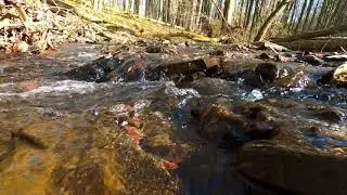 Relaxing Spring River | Nature Relaxation | River Water Sounds | Relaxing River
