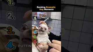 Ranking Funny Dramatic Dog Moments #shorts