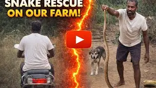 Coexisting with wildlife: snake catch and release on our farm