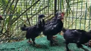 Sultan chicken chicks origin Turkey..