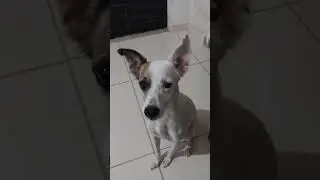 ela me convenceu veja #pets #animals #cute#cachorrinha #dog#puppy
