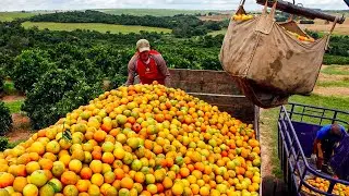 How Americans Produce and Harvest Approximately 2.5 Million Tons Of Oranges Each Year?