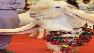 World's No 1 Biggest & Beautiful Gulabi Goat Full Documentary || Expensive Goats In World