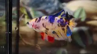 (RAT-D263) Yellow Galaxy Halfmoon Giant Female Betta