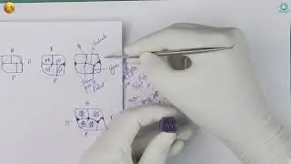 How to Perfectly Carve the Maxillary First (1st) Molar Step-by-step II MGMDCH