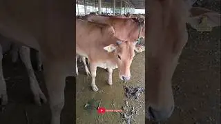 the sound of a cow funny mooing videos part 56 #cow #cowsound #hsfarmchannel