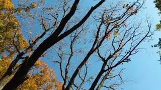Surrender 2 Luv/Ottmar Liebert/'90/Germany