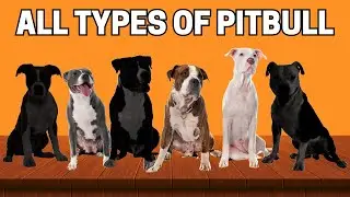 All Types of Pitbulls