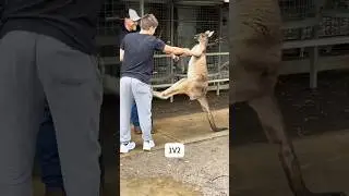 Funny kangaroo 🦘🤣 #funny #cuteanimal #cute #foryou #fyp #fun #funnyvideo #animals #kangaroo