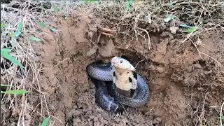 heard people say they saw a cobra hunting and the terrifying chase of two workers