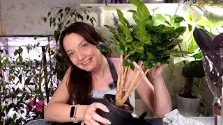 Новенькие растения, пересаживаю и показываю. Будни цветовода, рутина с растениями. Посадка семян