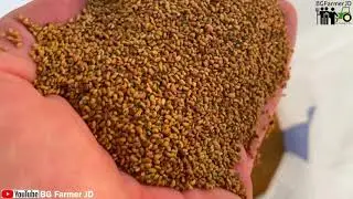 4K ✅  Lucerne seed cleaning🔥 PETKUS K541 Super🔥  Made in Germany🔥Alfalfa seed cleaning machine 🔥