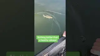 Catch And Release Bass Fishing