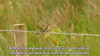 Wind farm effects on birds in upland areas