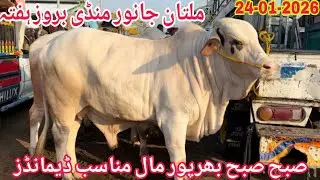 Subha Subha Multan Mandi Ka Bharpoor Maal Munasib Demands K Sath | Multan Mandi Updates | 24-01-2026