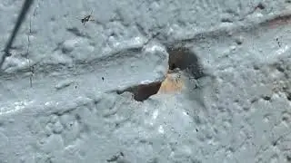 Argentine Ant Control Made Easy