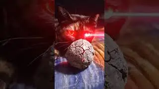 Bleko super hero #trendingshorts #cat